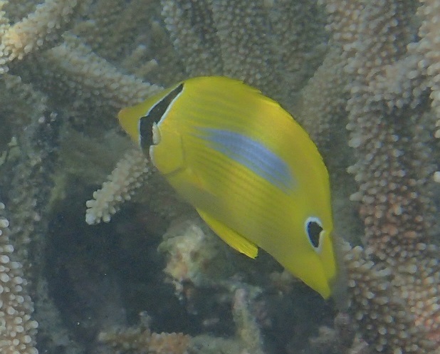 Bluespot butterflyfish, Pangaimotu